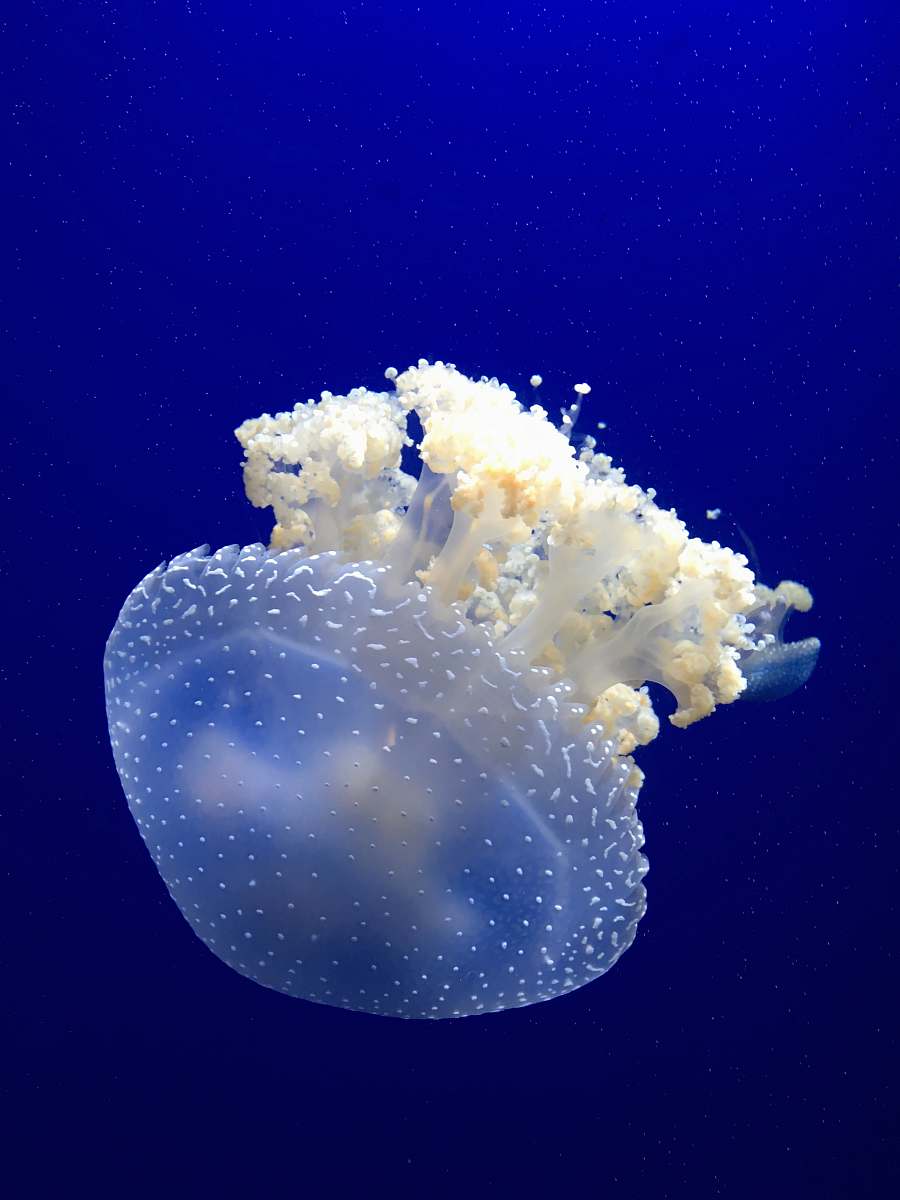 jellyfish underwater photography of white jellyfish invertebrate