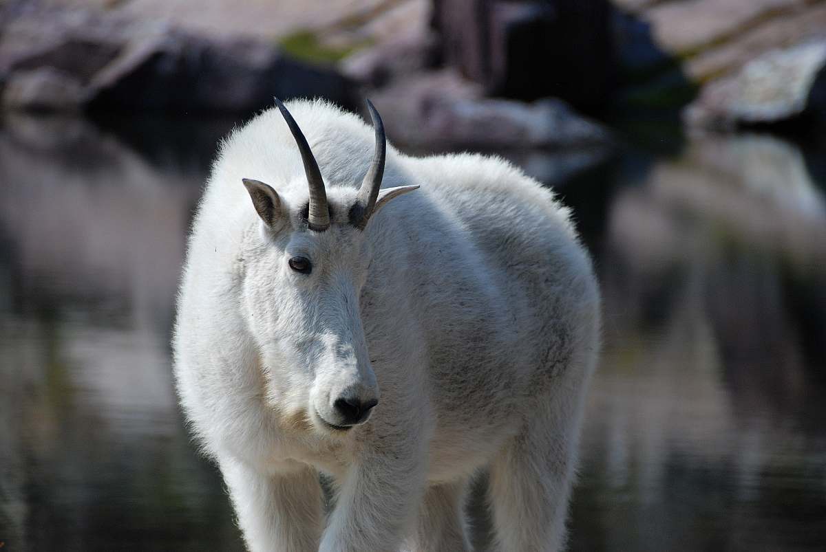 goat white 4-legged animal with horns mountain goat