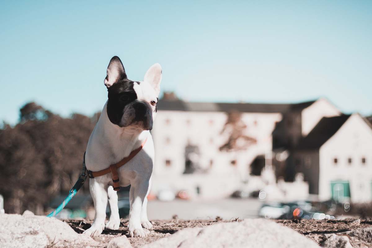 dog white and black dog near buildings canine