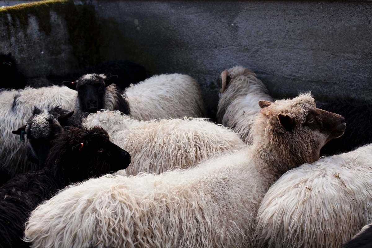 sheep white and black sheeps mammal