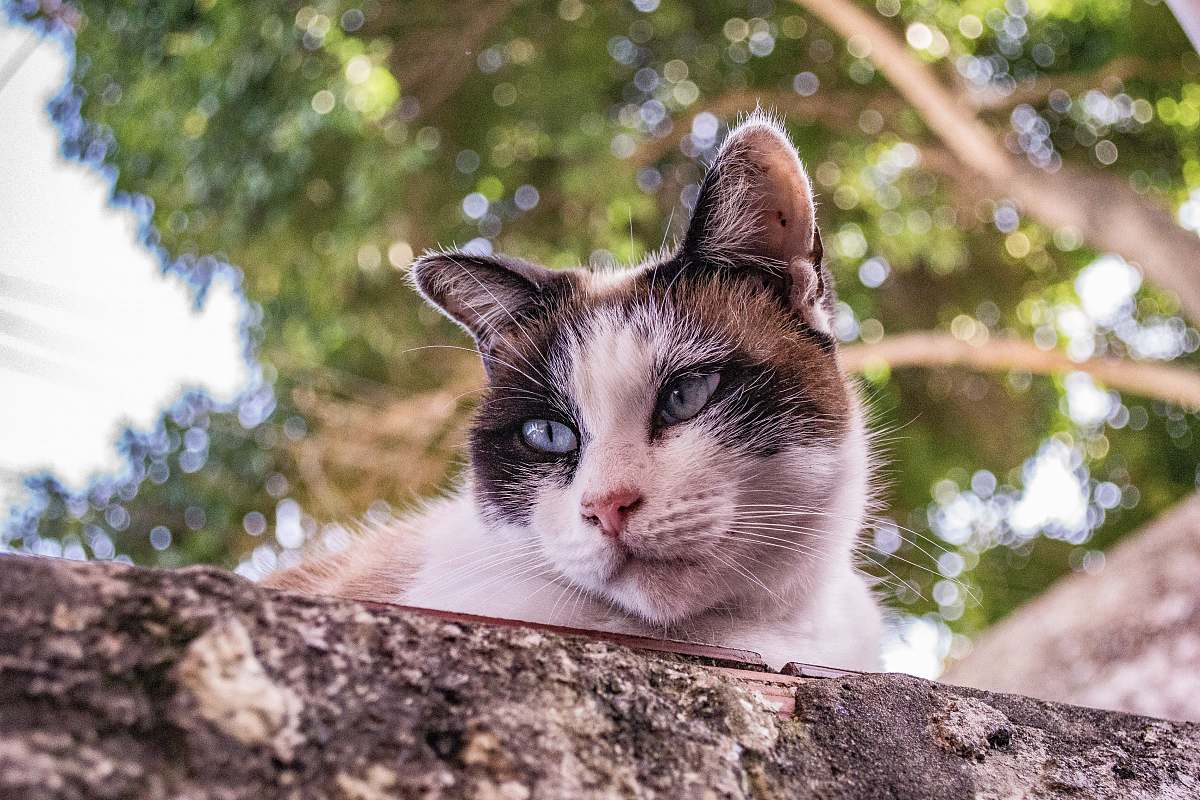 cat white and brown cat on top of concrete wall mammal