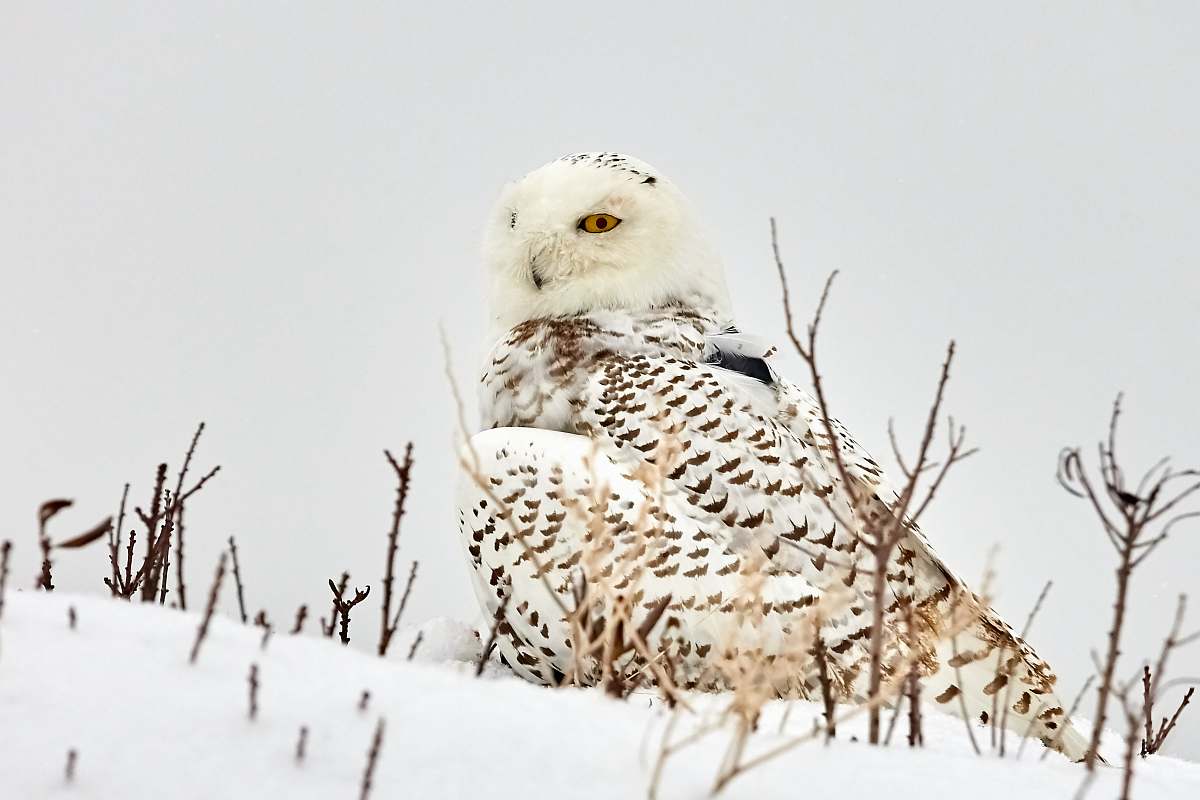 bird white and brown owl standing on snow owl