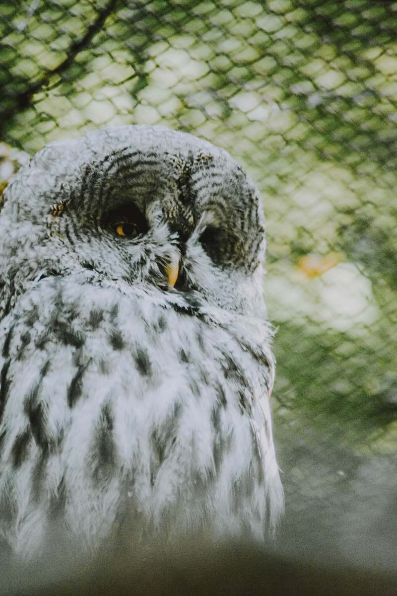 bird white and gray owl owl