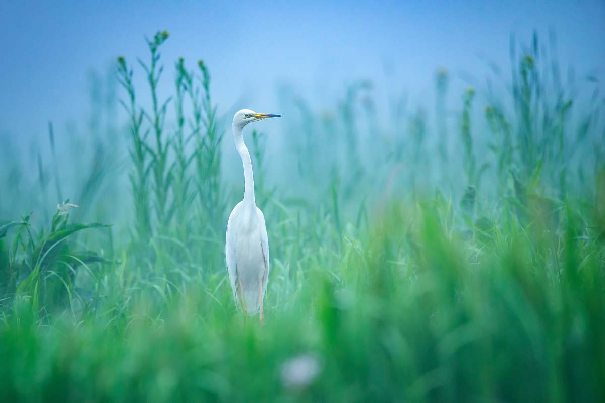 bird white bird at a green grassy field waterfowl
