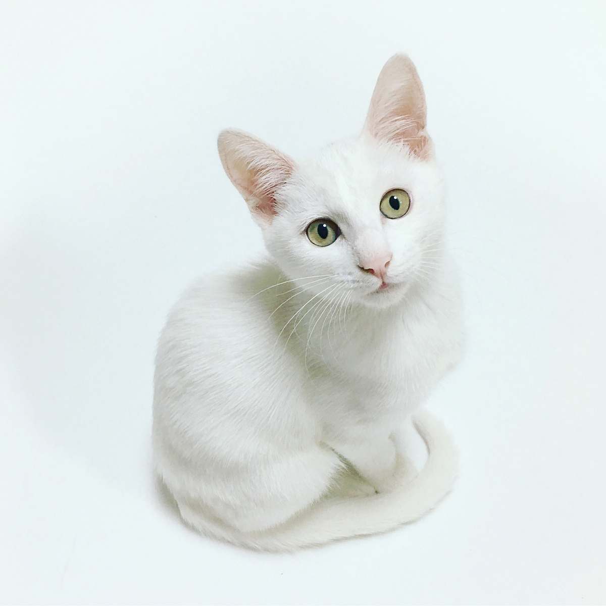 cat white cat pet