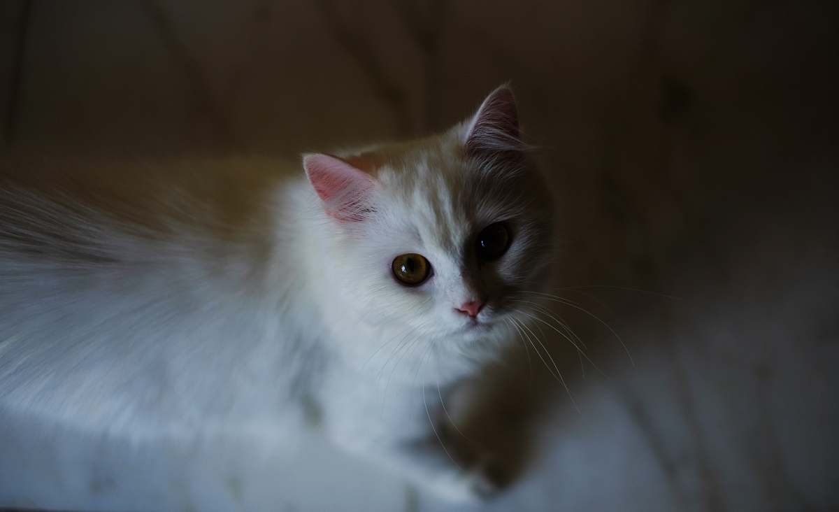 cat white cat looking up angora