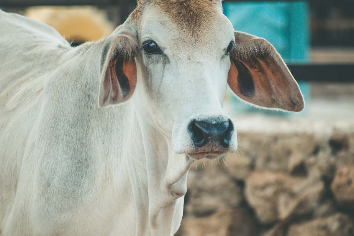 cow white cattle close up photo cattle