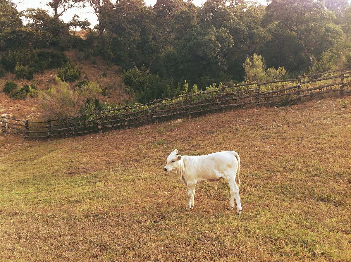 cow white cattle field