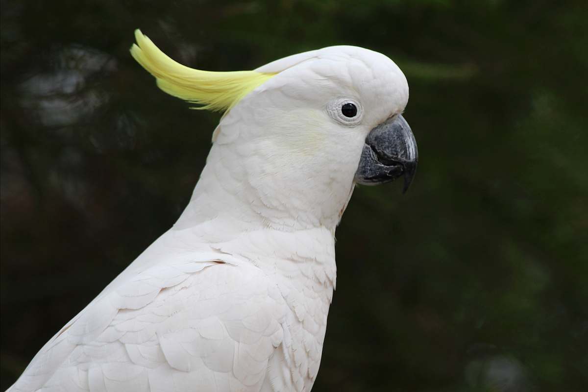 bird white Cockatoos cockatoo