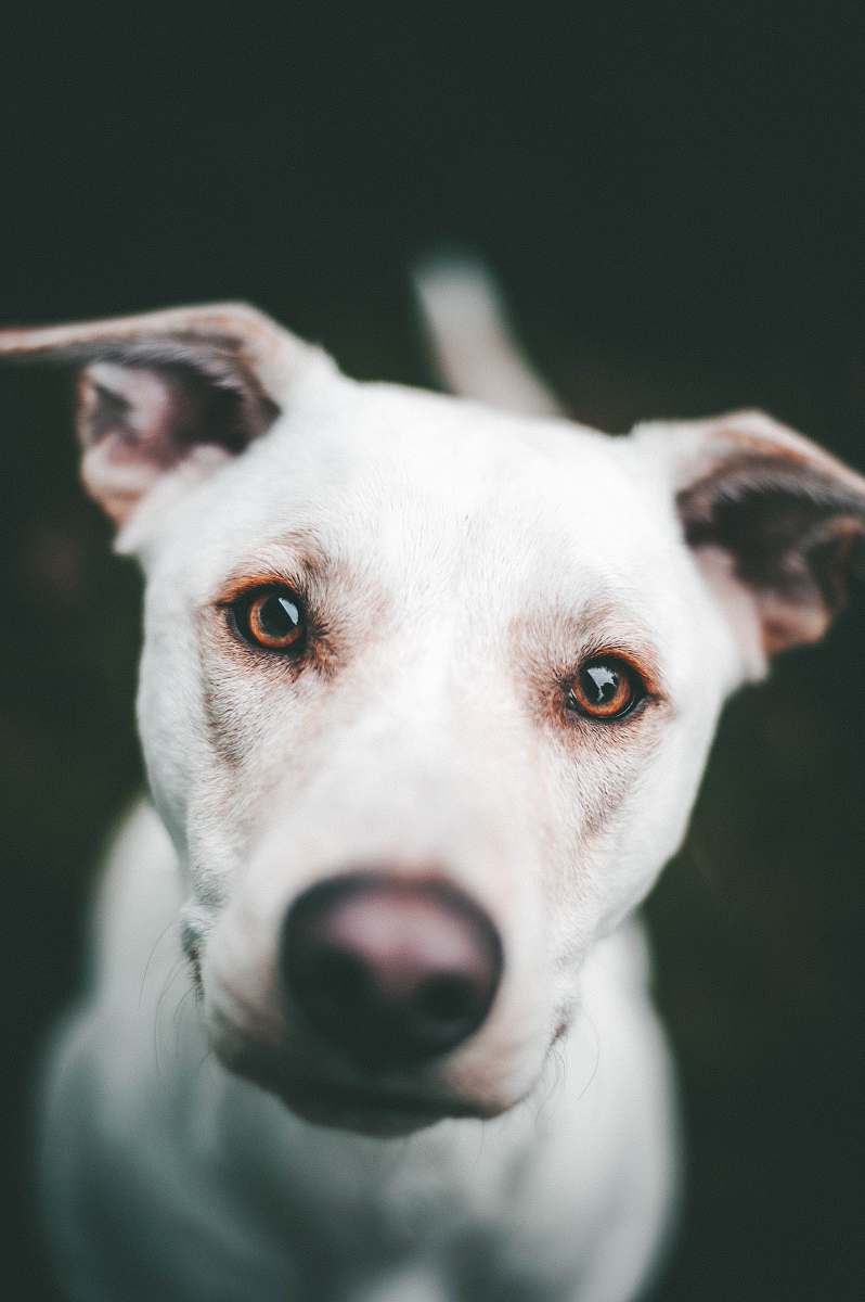 Canine White Dog Face Dog Image Free Photo