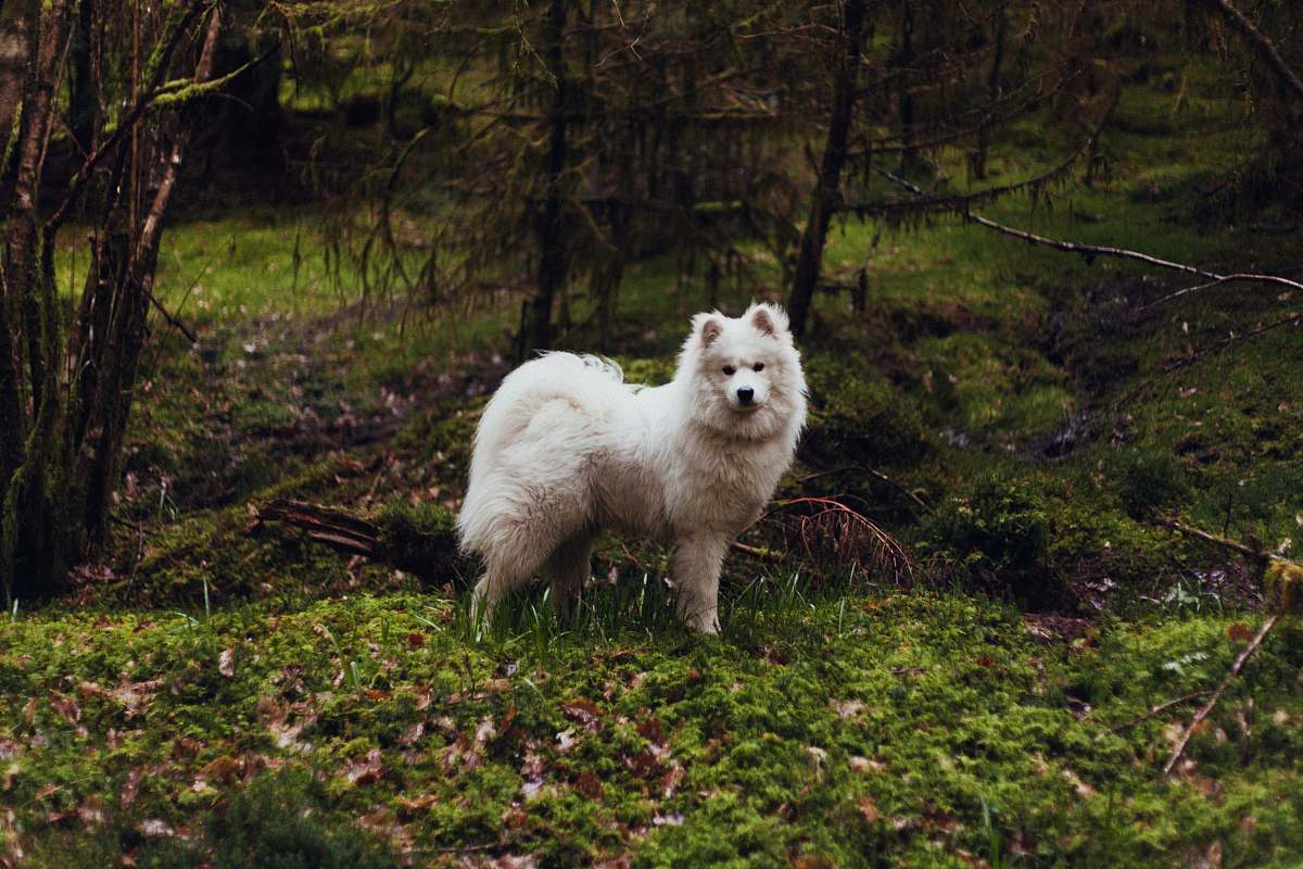 mammal white dog standing on green grass canine