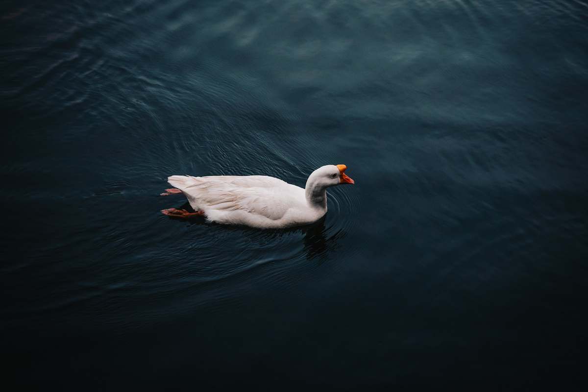 grey white duck lake
