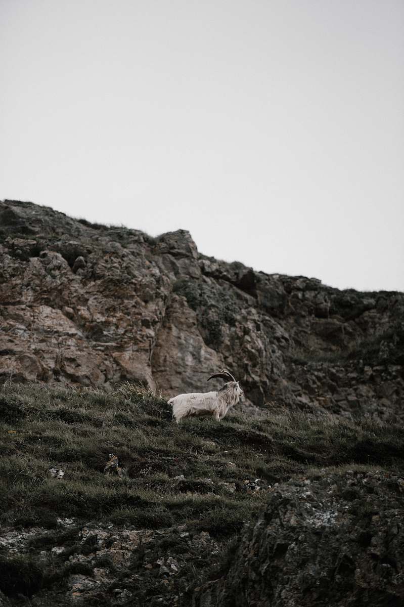 goat white goat on green grass mammal
