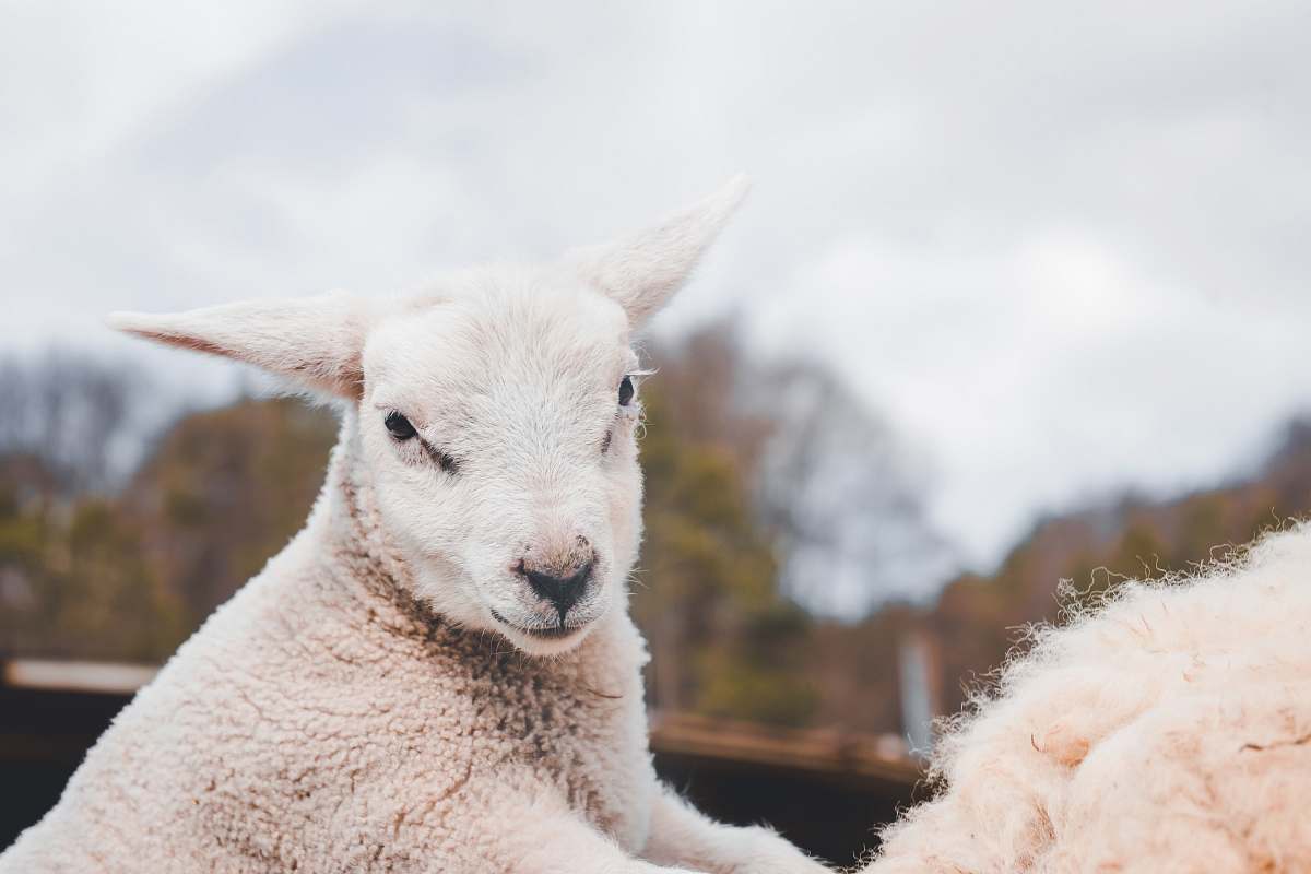 sheep white goat mammal