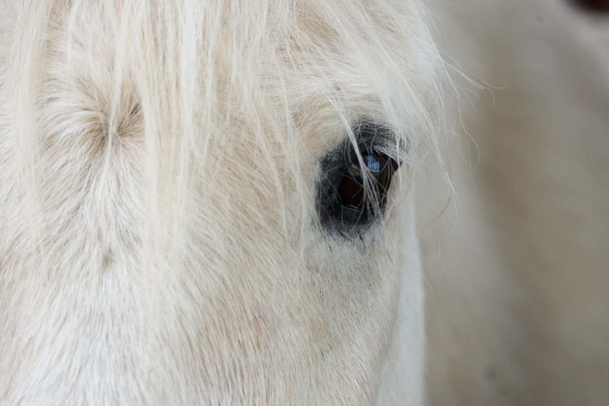 white white horse's right eye horse