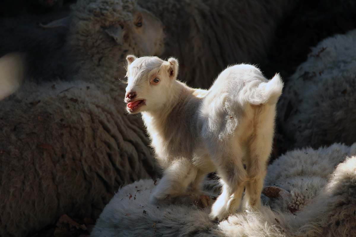 barsu white kid goat on focus photo india
