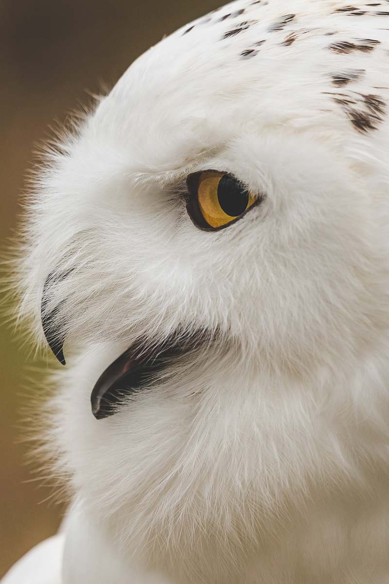 bird white owl in shallow focus photography beak