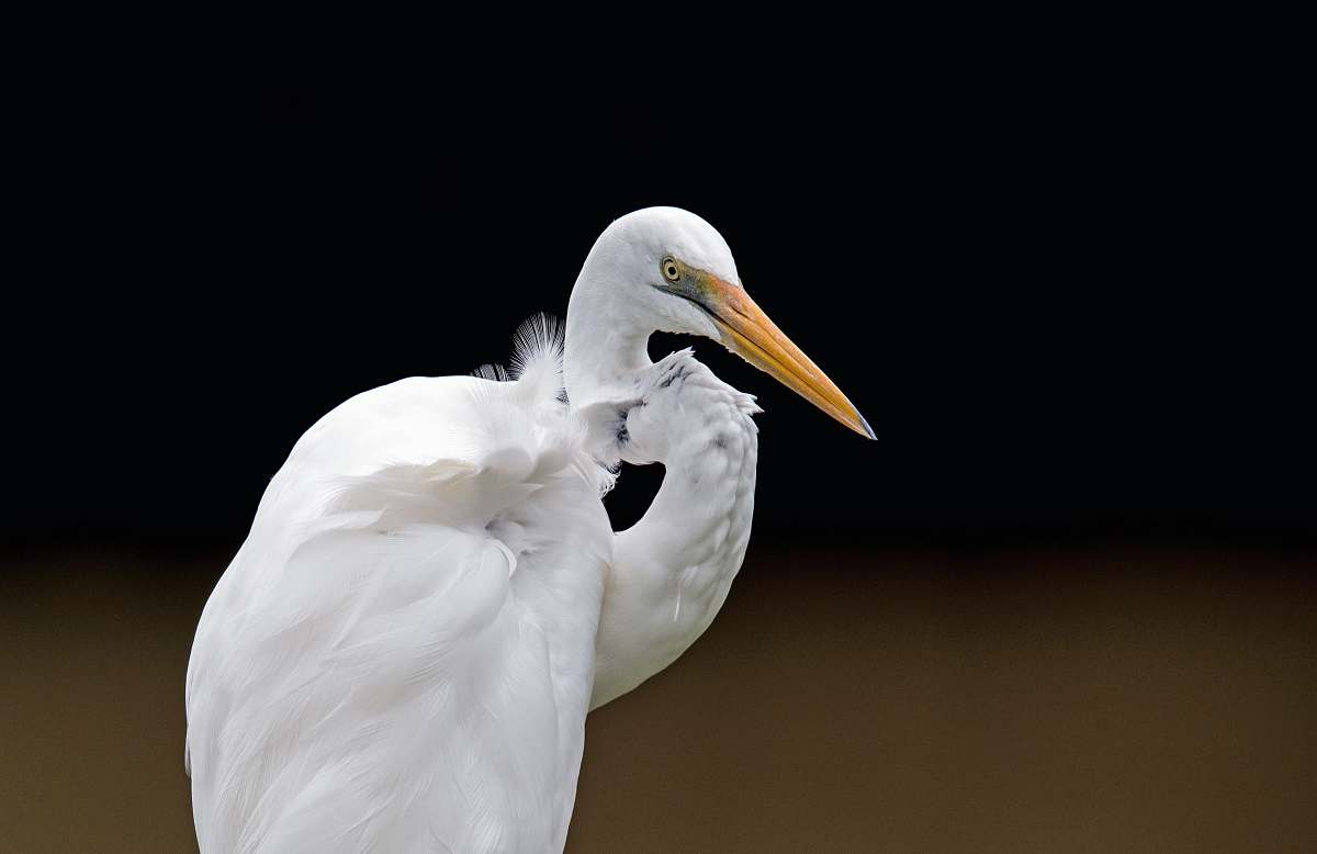 bird white pelican standing heron