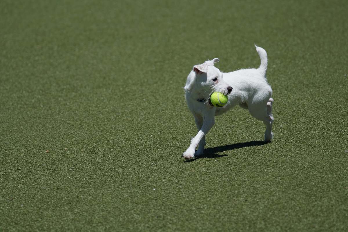 mammal white short coated dog with ball in mouth running on grass canine