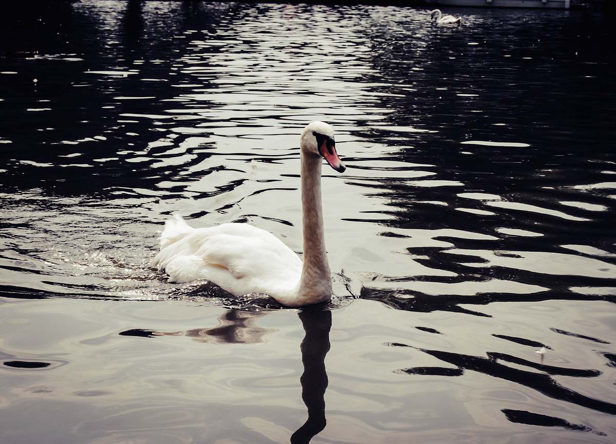 bird white swan on body of water close-up photography water