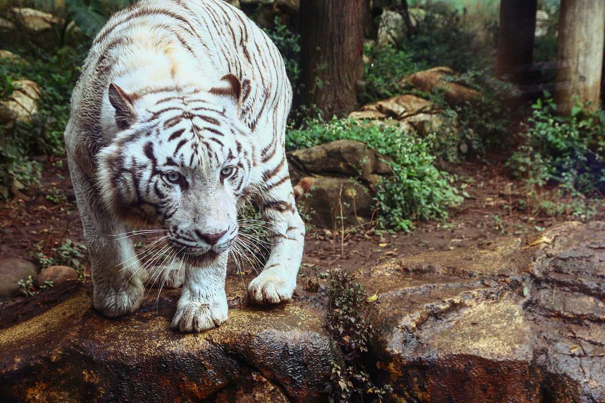 tiger white tiger on brown rock formation wildlife