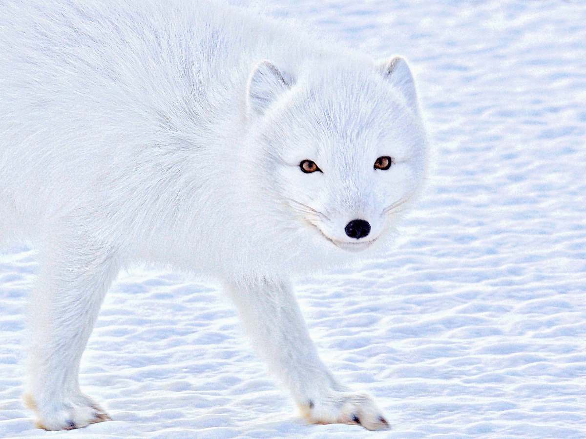 mammal wildlife photography of a white wolf arctic fox