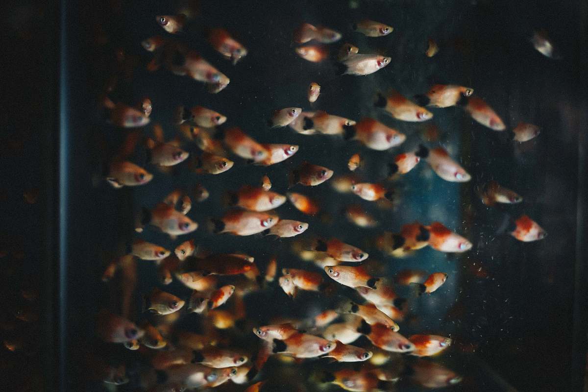 animal shoal of pet fish water