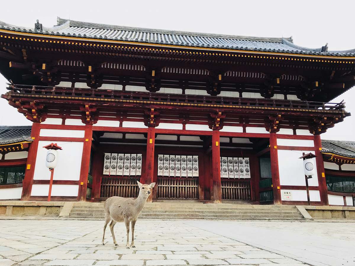 building gray animal behind white and red building during daytime shrine