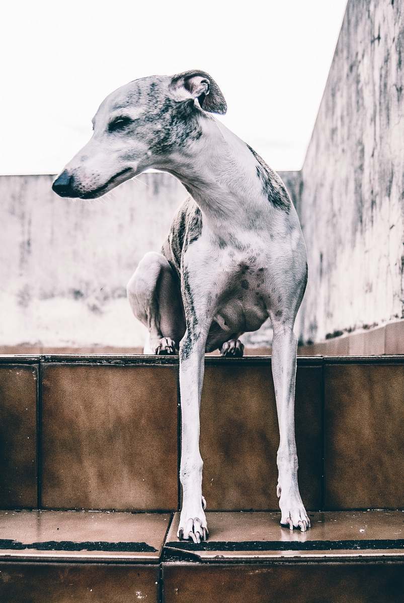 brazil short-coated gray dog on stairs dog