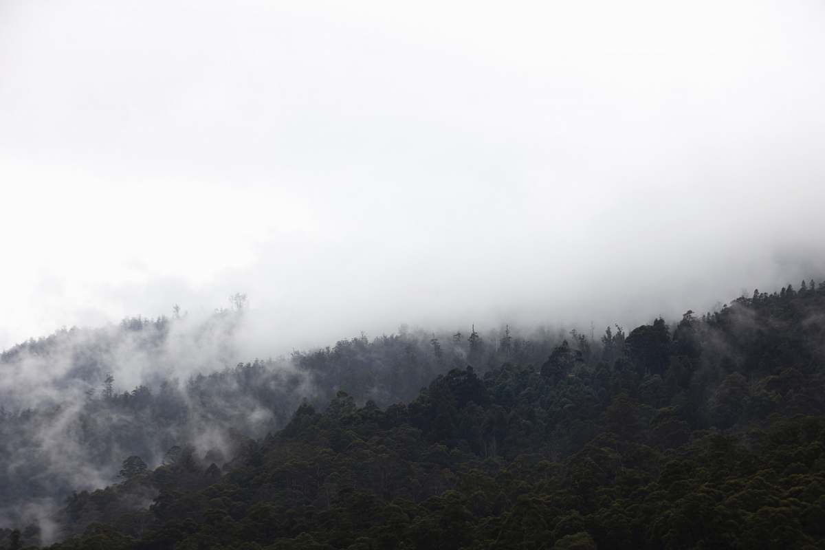 fog aerial photography of mountain with green leaves tree during misty day huon valley council