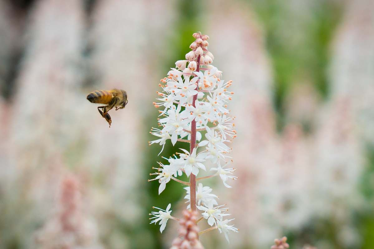 flower bee in front of white flowers plant