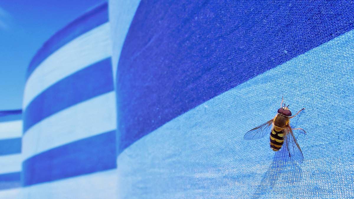 wasp bee on flag insect