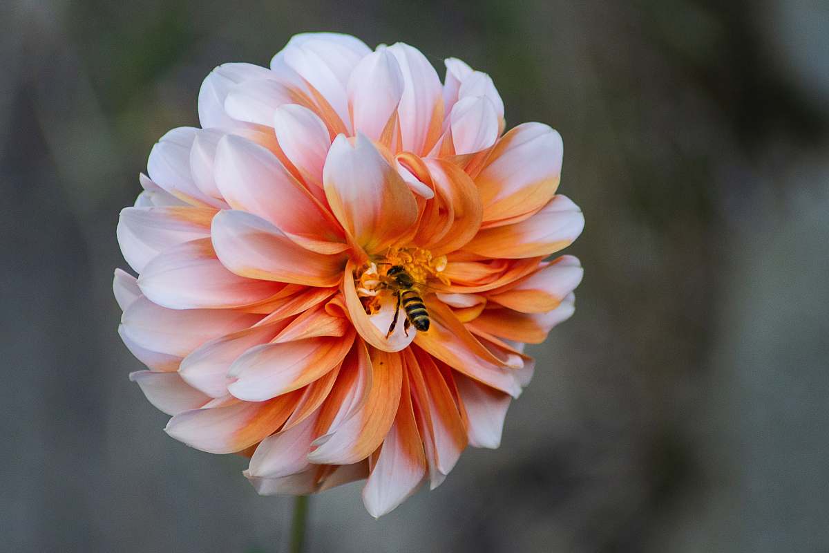 wasp bee on flower on selective focus photography insect
