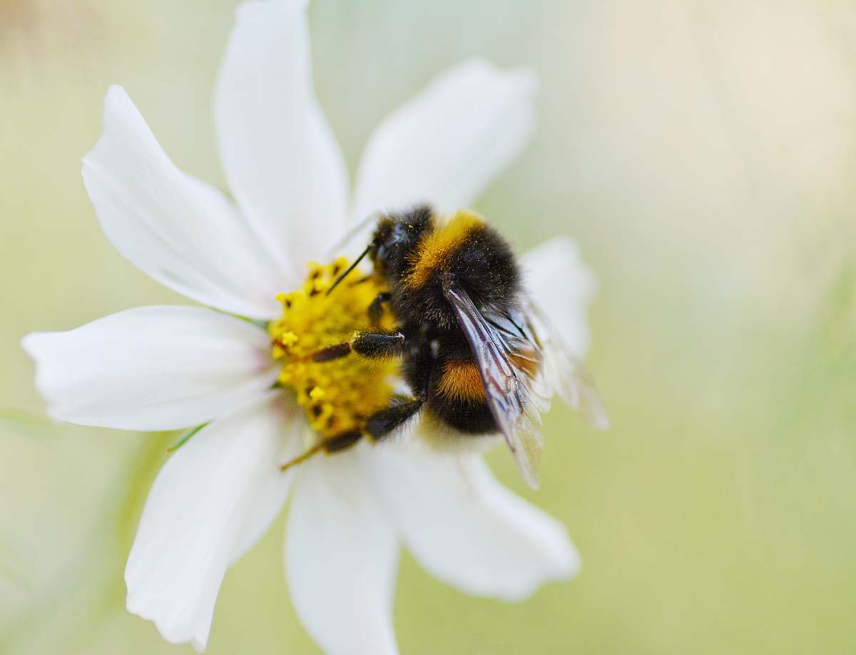 animal bee perching on white flower apidae
