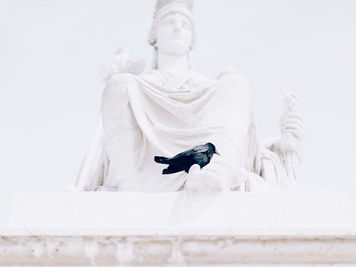 animal  crow
