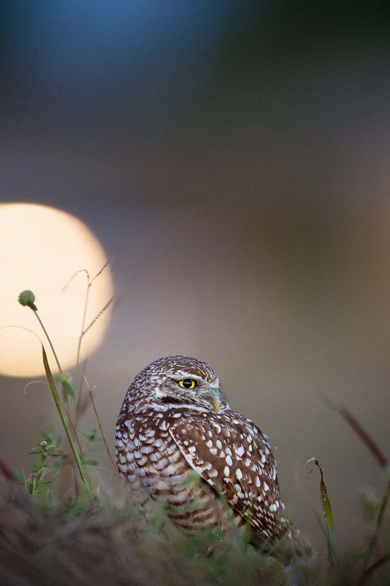 animal brown and white owl close-up photography cute