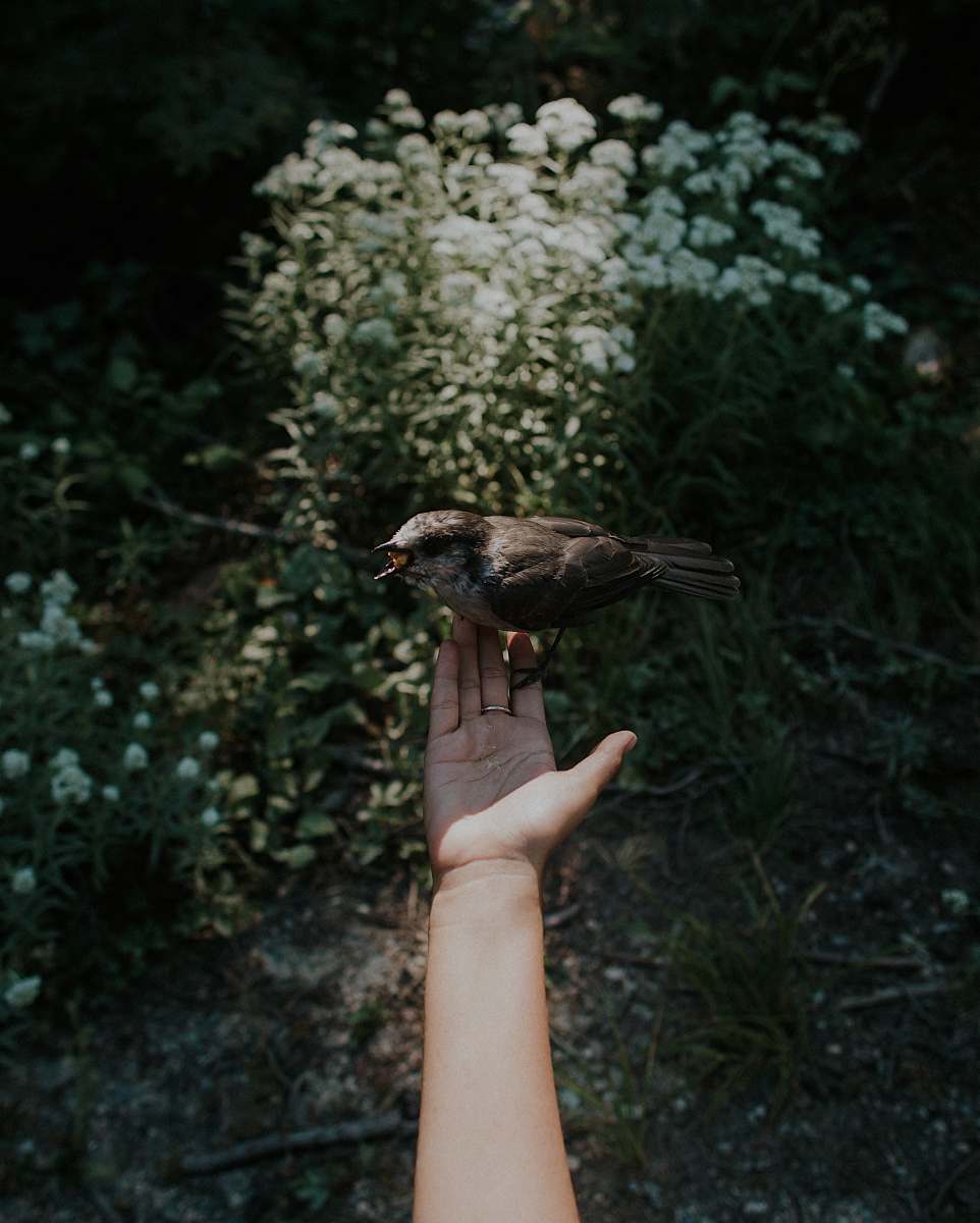 canada brown bird perched on person's left palm hand