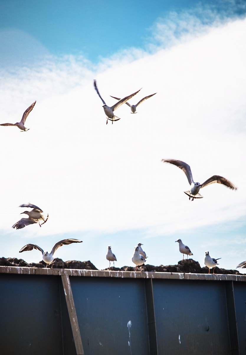 seagull flying flock of birds animal