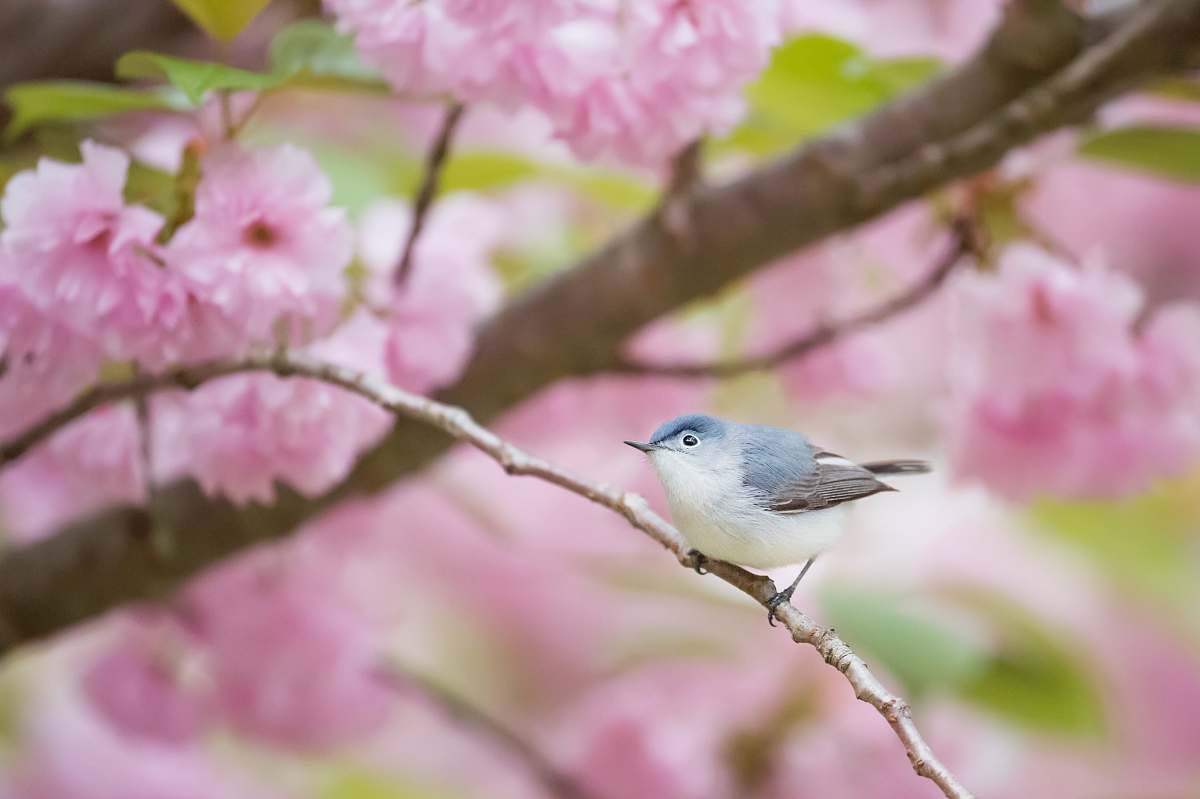 animal gray and white bird perching on branch bluebird