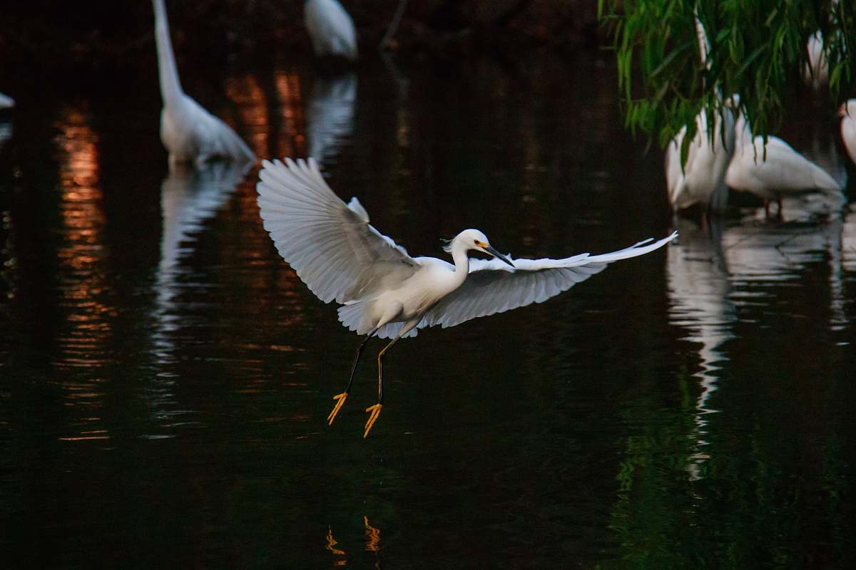 animal heron bird flying above body of water waterfowl