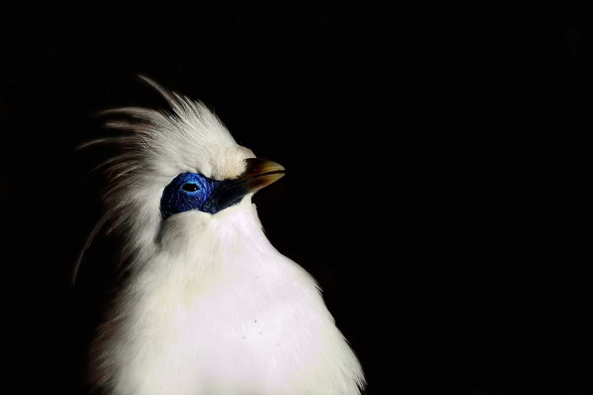animal macro shot of white bird beak