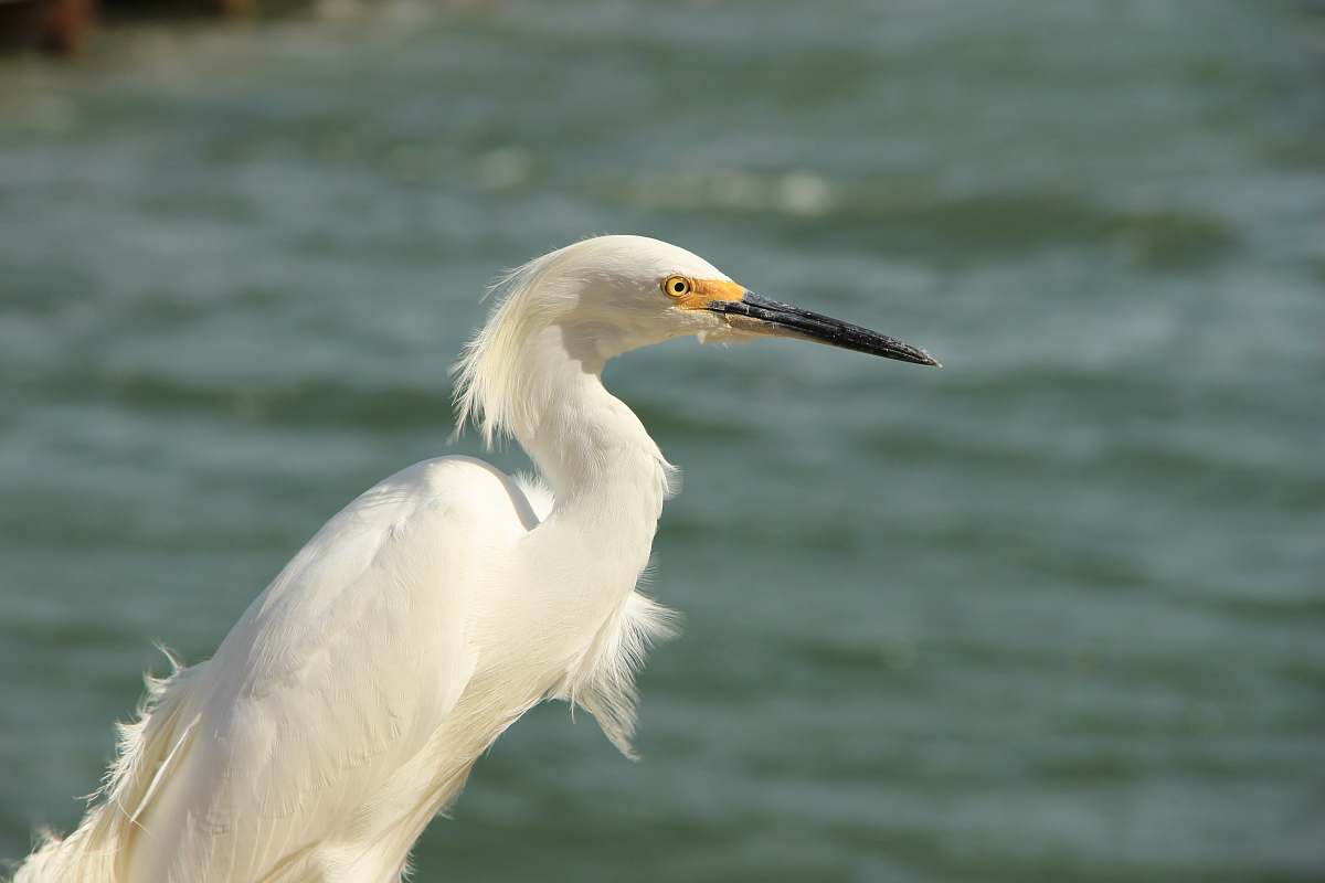 heron macro shot photography of white bird near body of water during daytime beak
