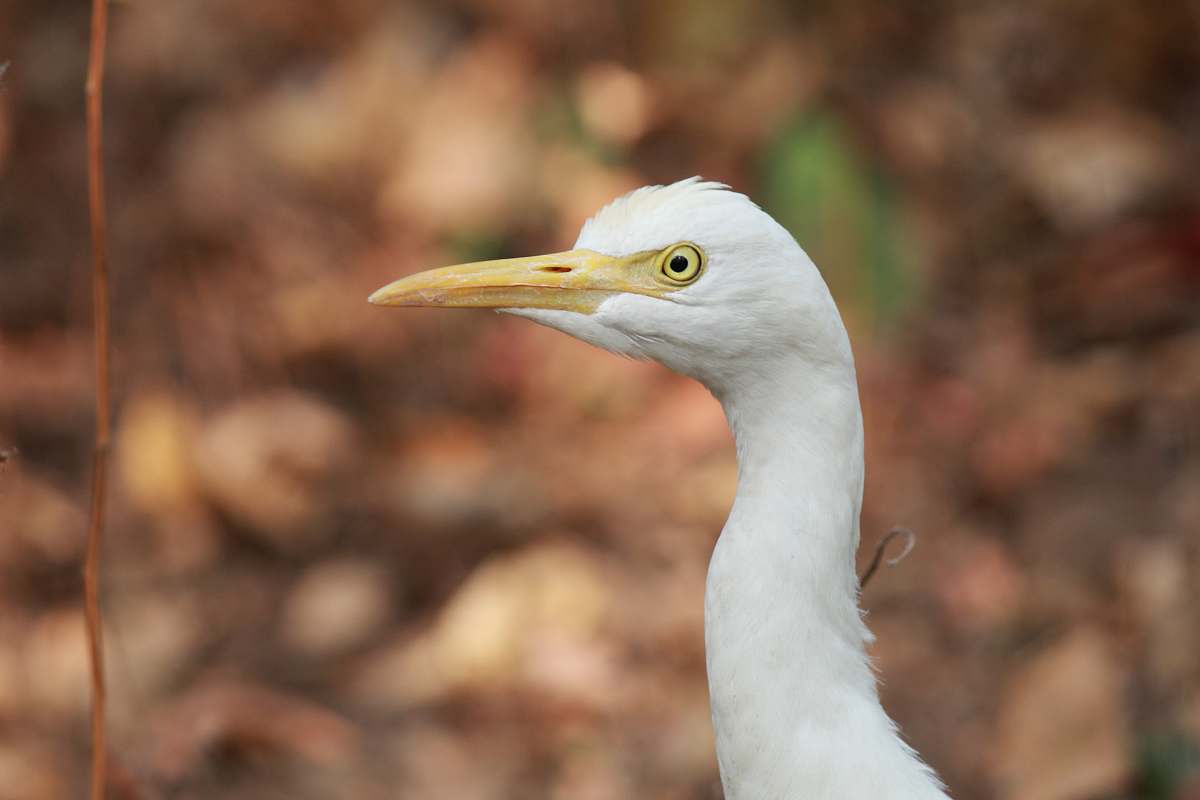 animal selective focus photography of long-beaked white bird booby