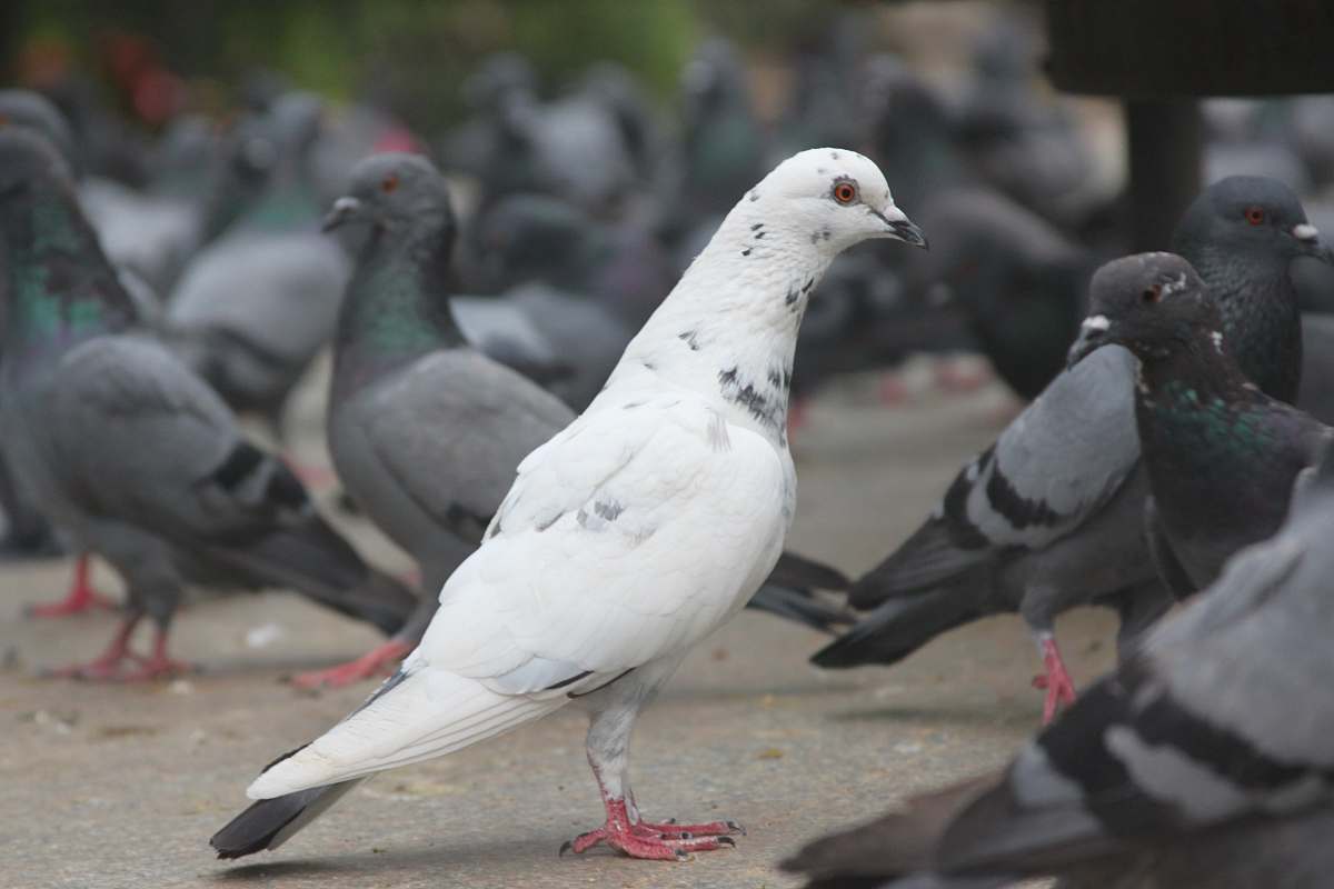 pigeon selective focus photography of white and black pigeons animal