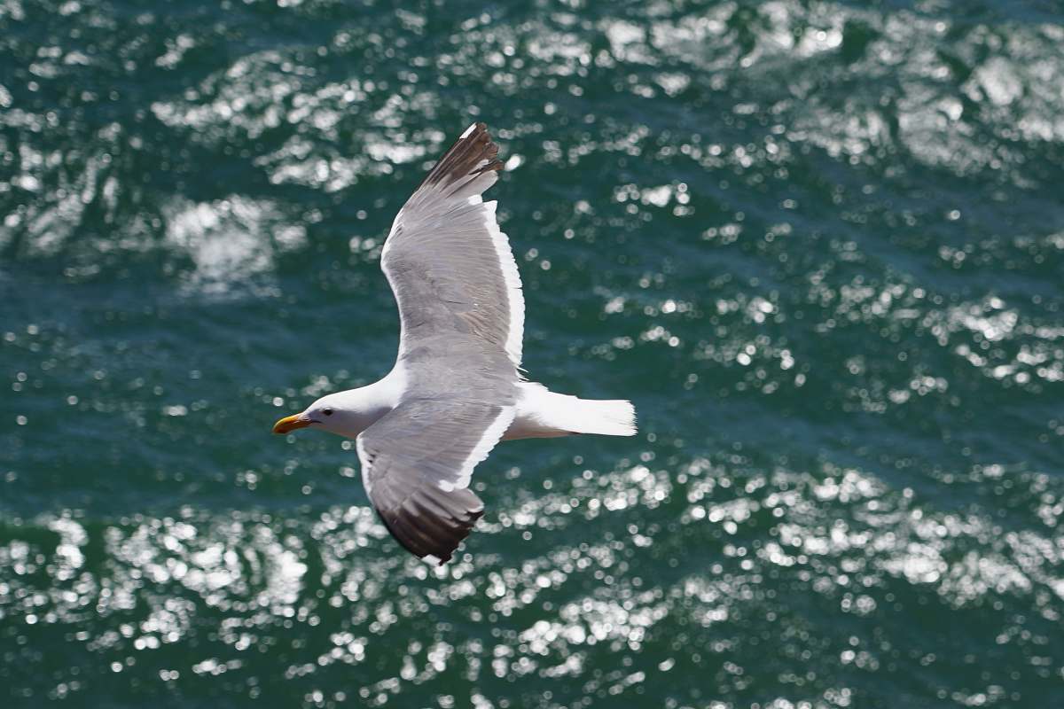 seagull shallow focus photography of white eagle animal