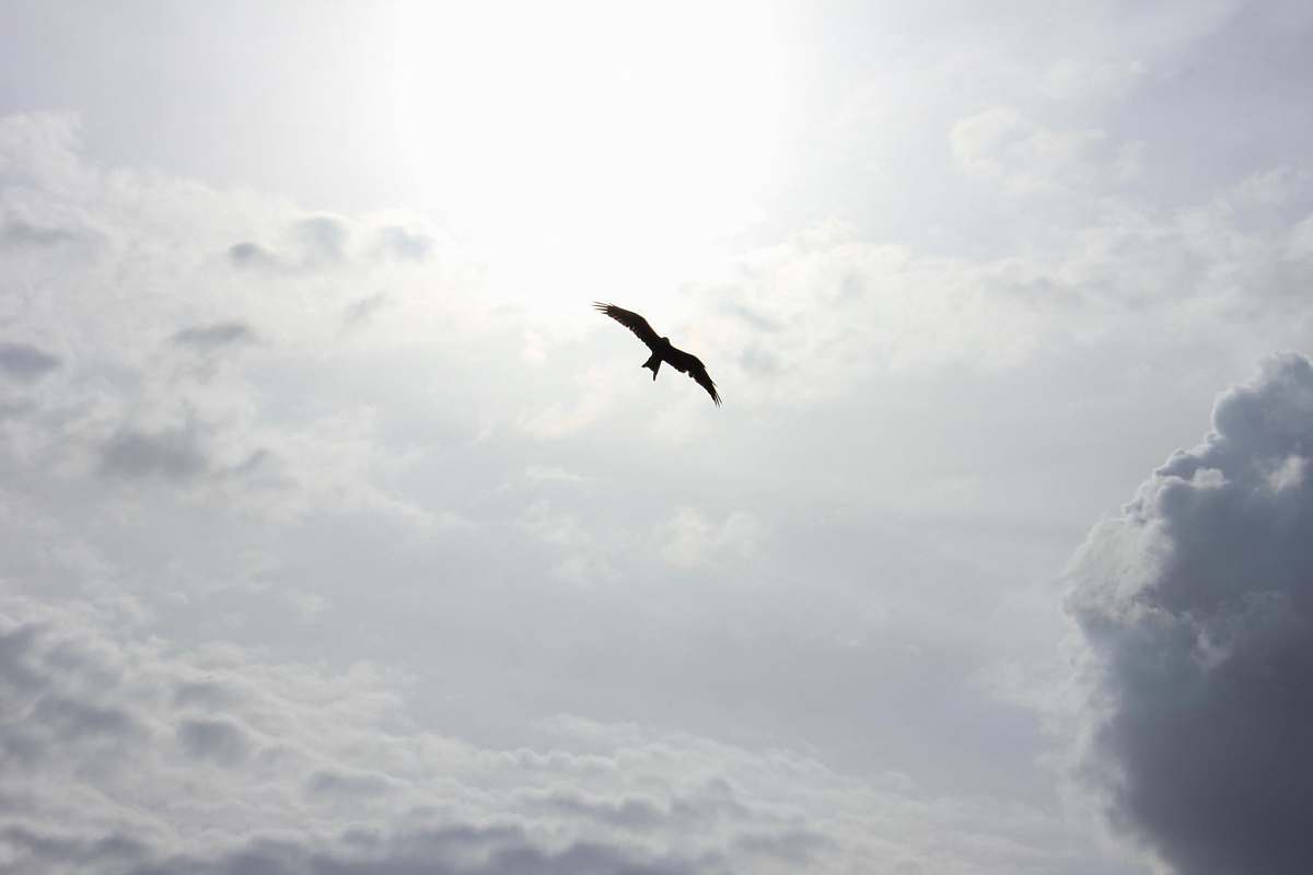 clouds silhouette of bird flying sun