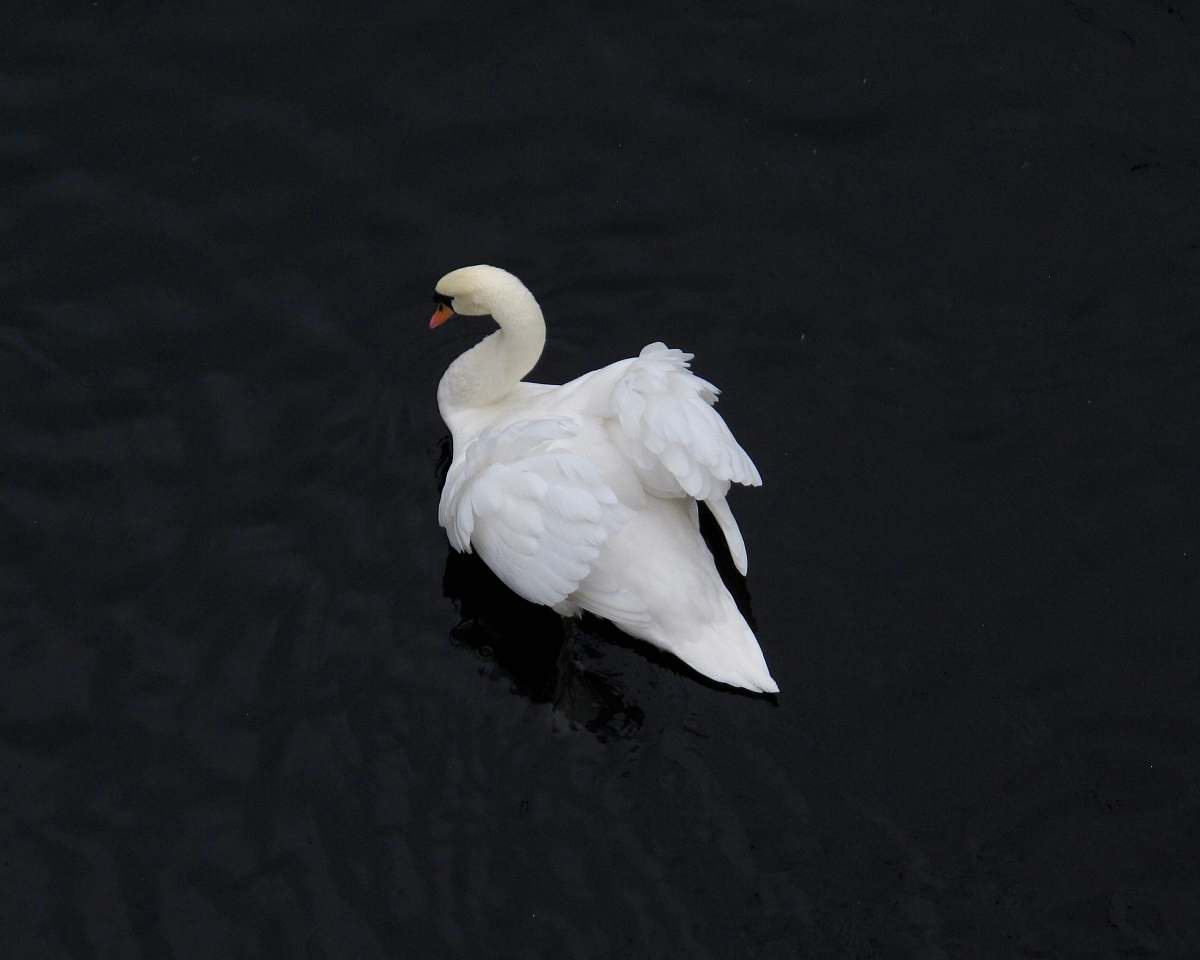grey swan on body of water closeup photography swan