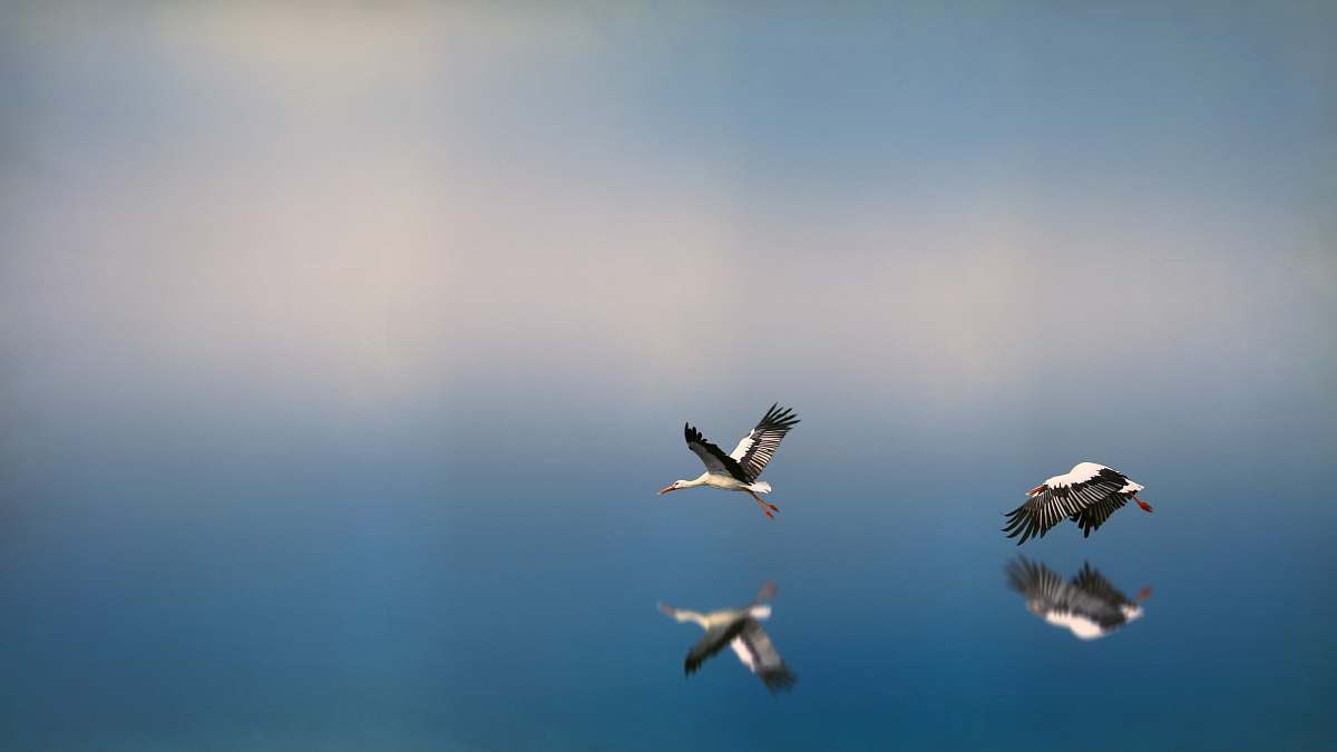 stork two white-and-black birds flying on to of water reflecting selves transportation