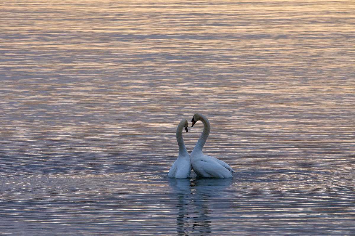 animal two white swan on body of water burlington