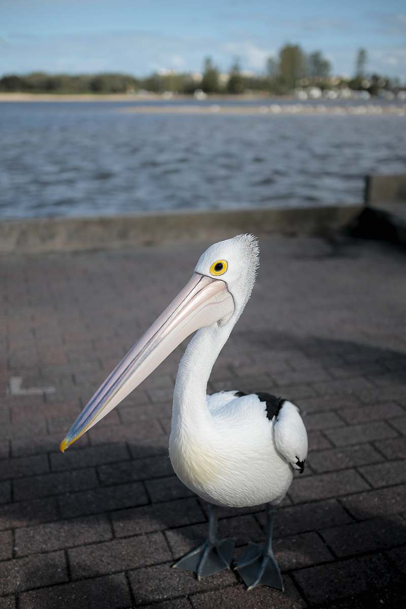 animal white and black bird on pavement pelican